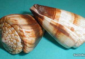 Búzio - Conus milles 6-7cm-conj.5pçs