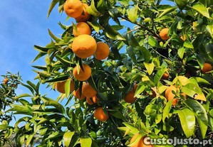 imagem_14