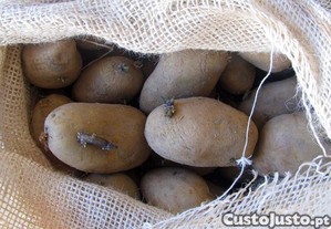Batata de semente - vrias variedades