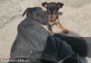 imagem_1