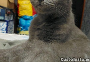imagem_2
