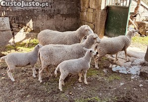 Borregas Inra 401 (romane)