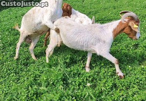 Cabras Boer com 3 anos