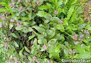 Tradescantia Callizia Repens 