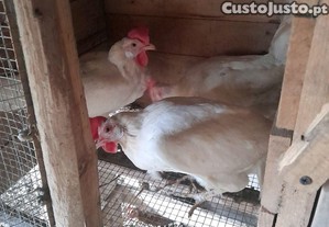 Galinhas legorn