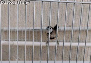 imagem_3