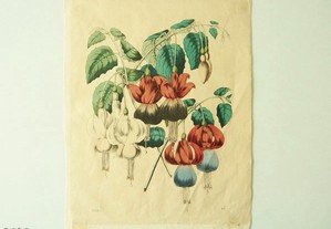 Gravura com Flores 1857