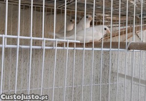 imagem_5