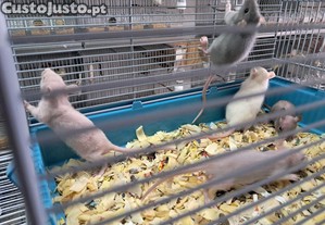 Ratazanas dom�sticas beb�s machos