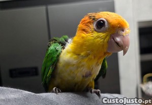 imagem_2