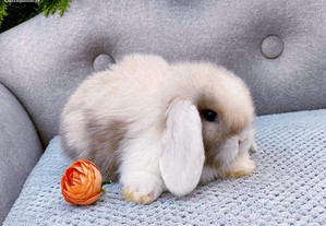 imagem_7