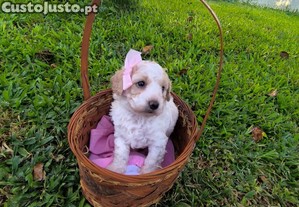imagem_1