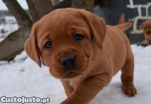 Labrador Retriever