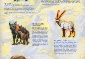 imagem_3