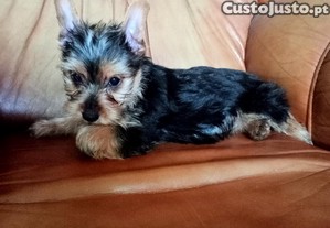 imagem_3