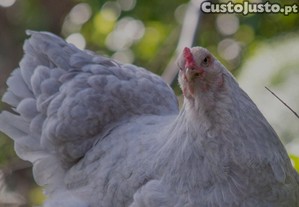 ovos galados de galinha ornamental Brahma Isabella