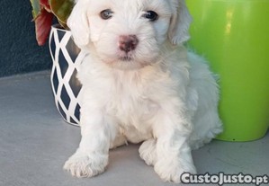 imagem_2