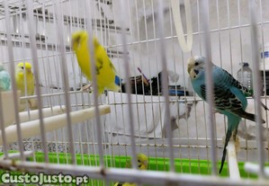 imagem_3