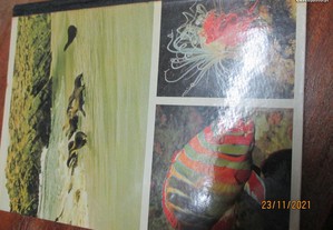 imagem_8