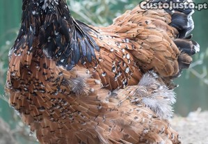 ovos galados de galinha ornamental Brahma mil flores
