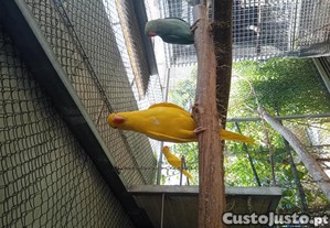 imagem_4