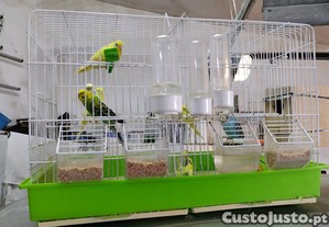 imagem_4