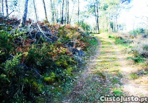 imagem_38