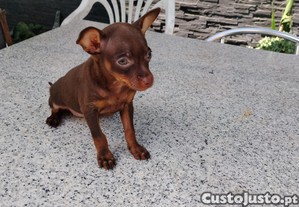 imagem_2
