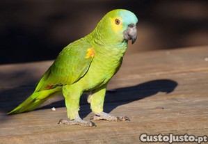 imagem_2
