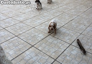 imagem_6