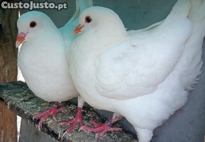 imagem_2