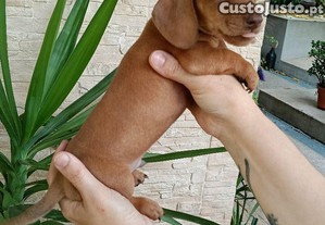 imagem_1