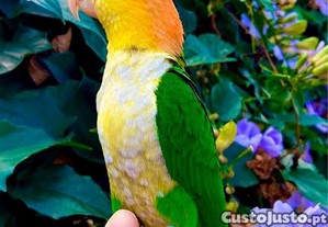 imagem_1