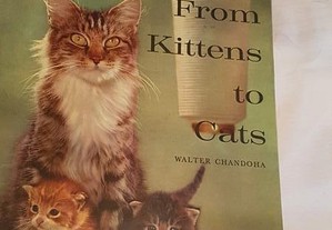 Livro fotografias de gatos - From Kittens to Cats