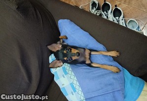 imagem_2