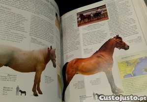imagem_7