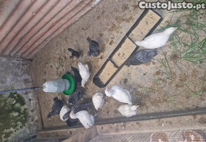 imagem_3