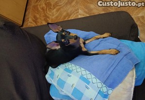 imagem_3