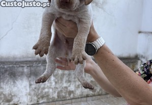 imagem_8