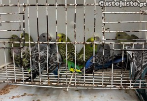 imagem_3