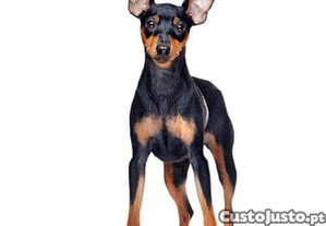 Cão Pinscher macho que tenha entre 2.5 kg a 3.kg.