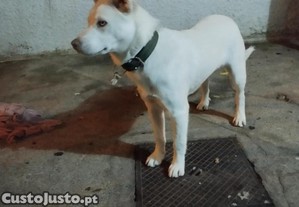 Cão para adoção