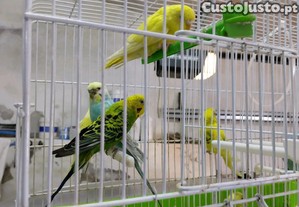 imagem_1