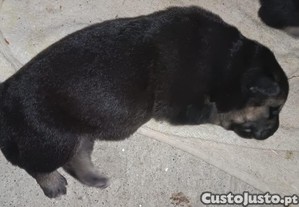 imagem_3