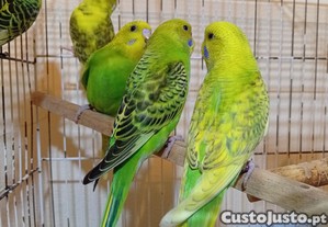 imagem_2