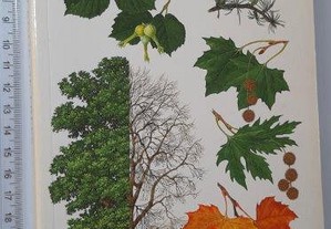 The illustrated book of trees - Eric A. Bourdo