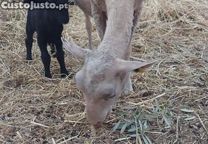 Ovelha e borrego