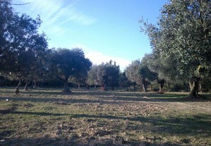 Quinta com 2 hectares - Telhado