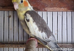 imagem_1