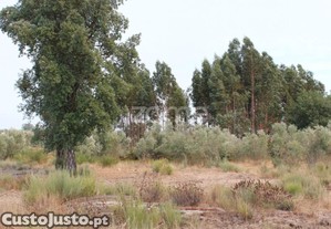 Terreno Rústico Com Olival Em Paranhos Da Beira...